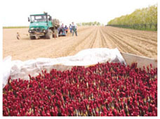 Rootstocks